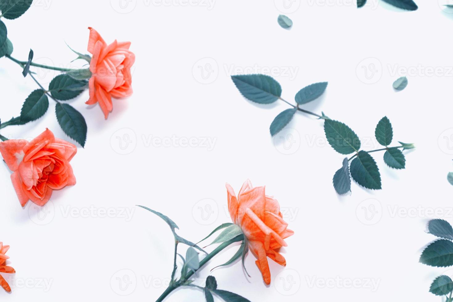 Bright colorful flower rose. floral background photo