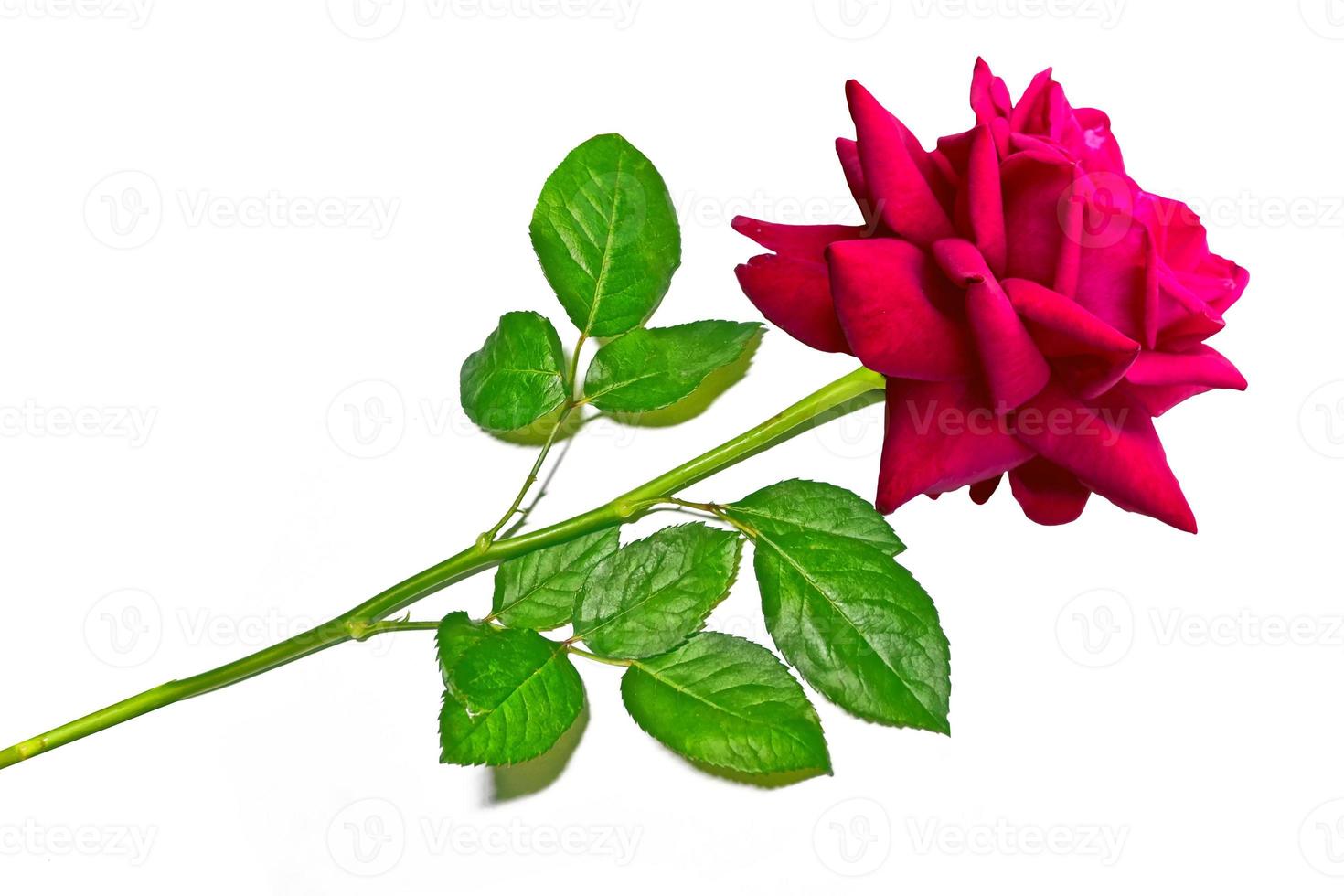 Flower bud roses on a white background photo