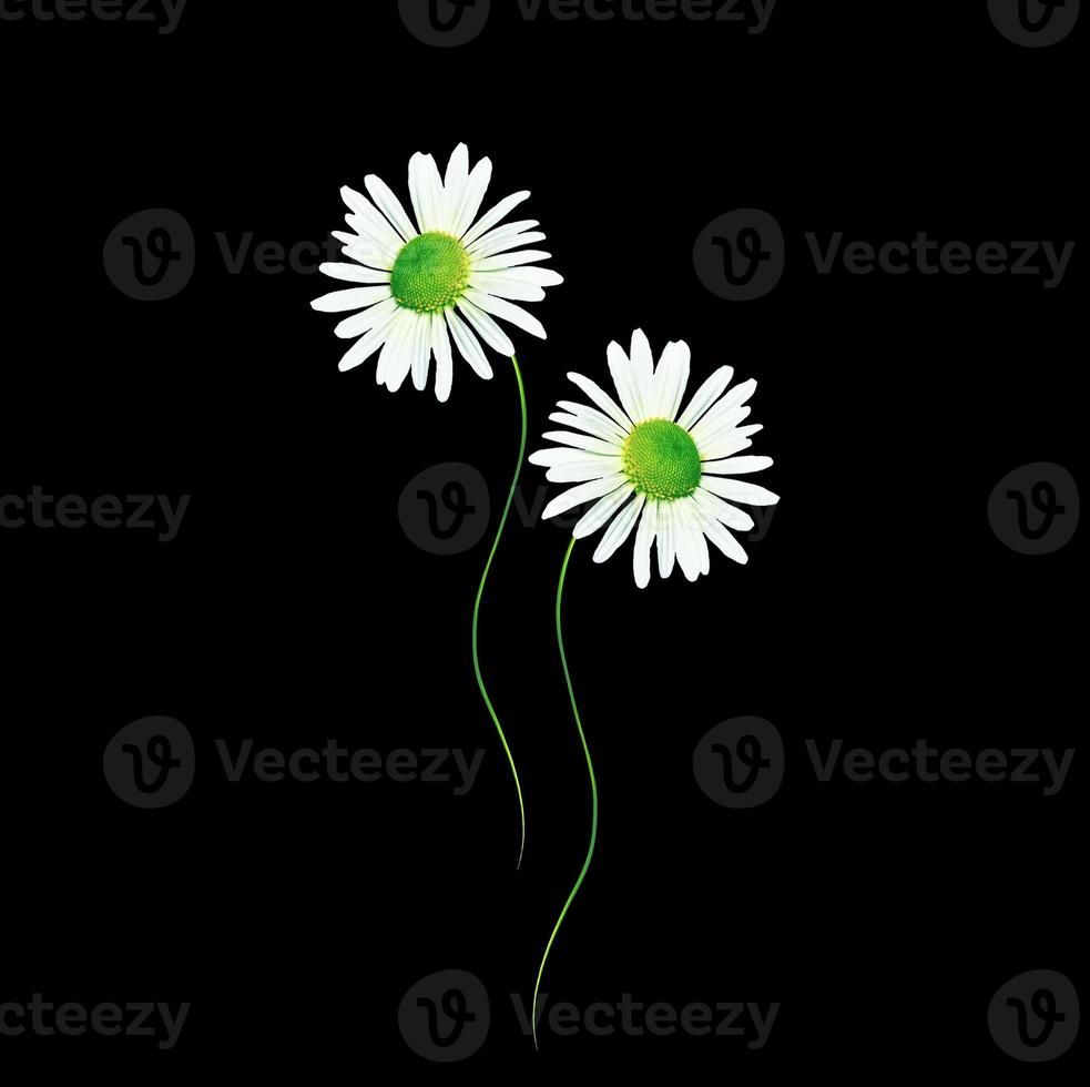 daisies summer flower isolated on black background. photo