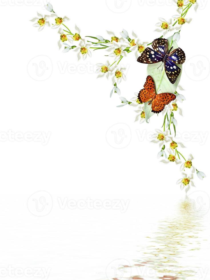 branch of flowers and butterflies isolated on a white background photo
