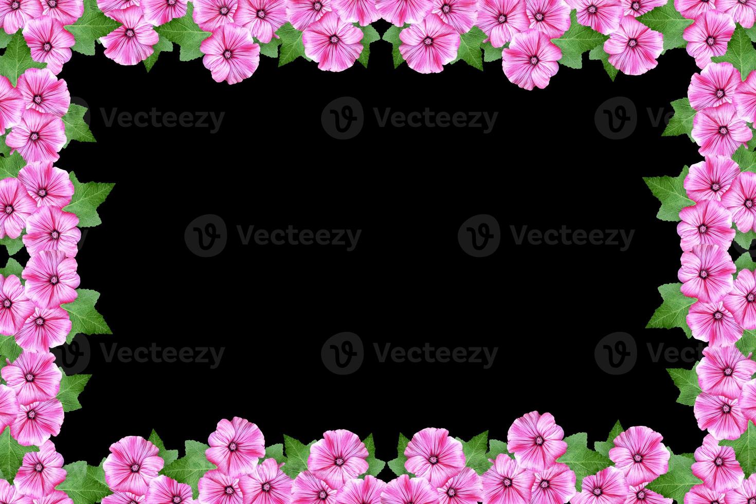 petunia flowers isolated on black background. bright flower photo