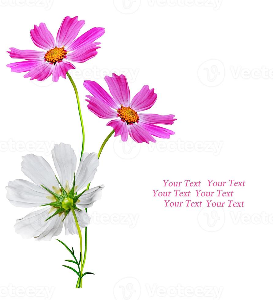 Cosmos flowers isolated on white background. photo