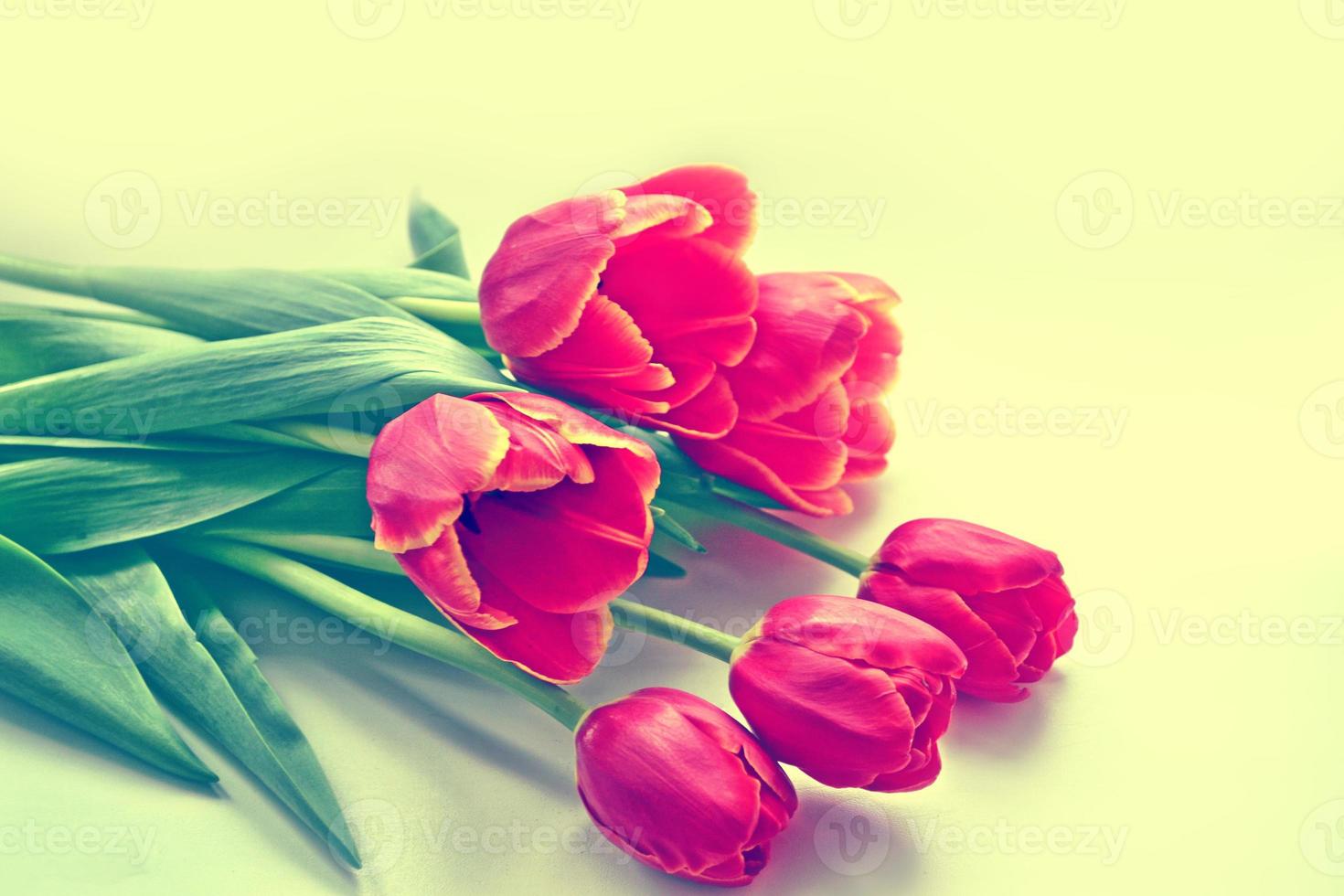 Bright and colorful flowers tulips photo