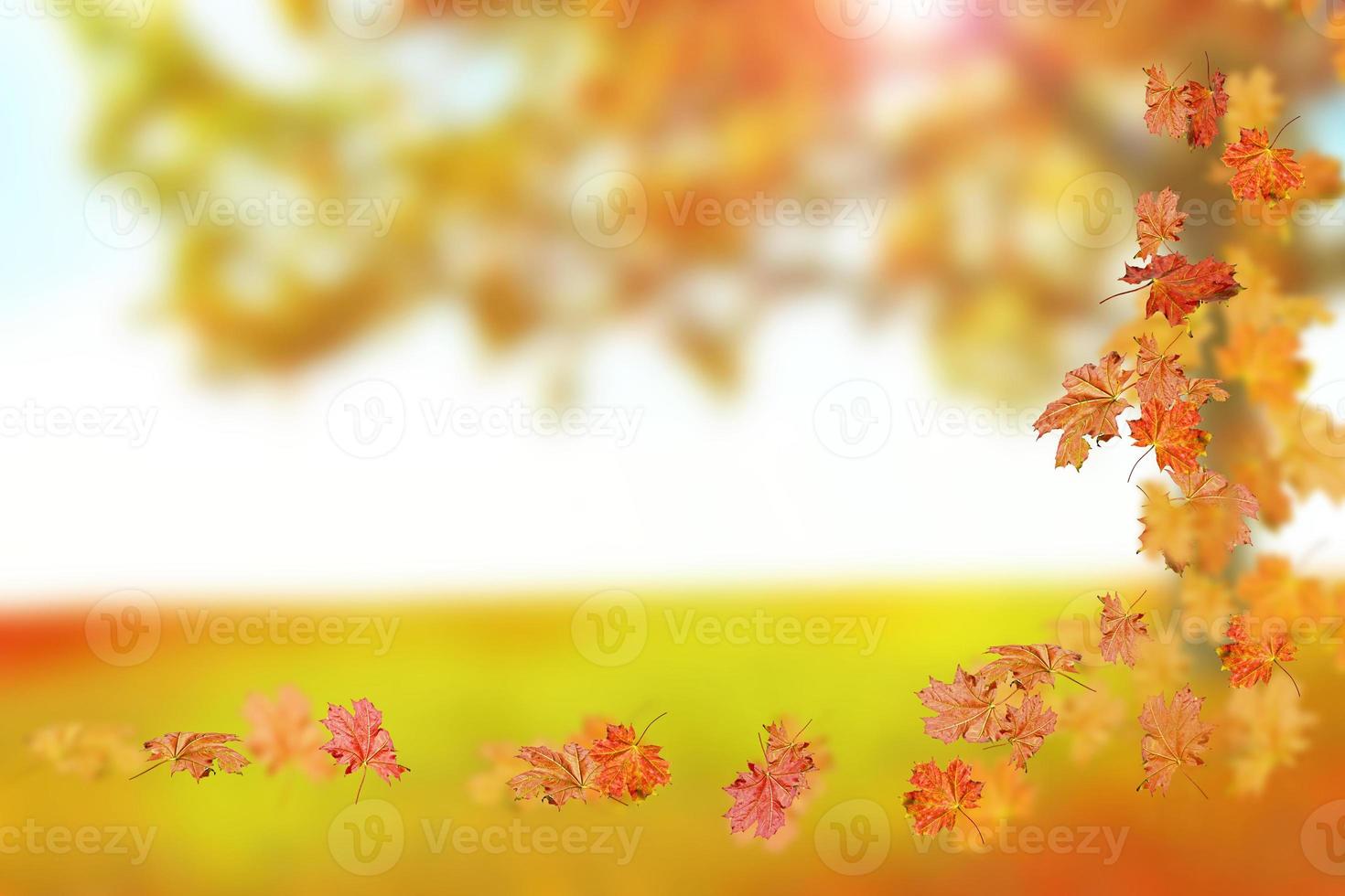 autumn landscape with bright colorful leaves. photo
