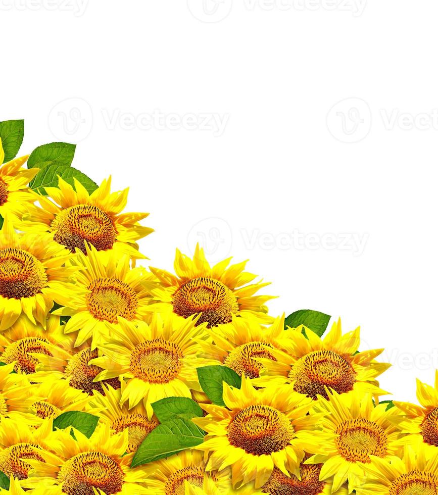 beautiful sunflower isolated photo