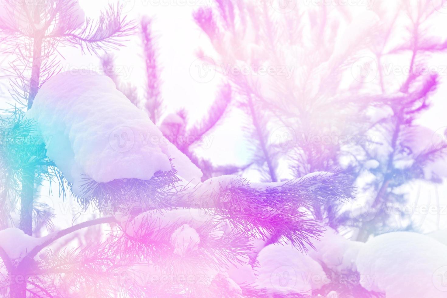 Frozen winter forest with snow covered trees. photo