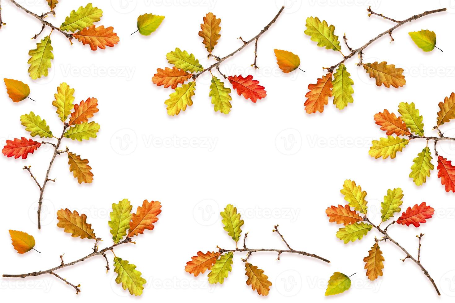 autumn leaves isolated on white background. photo