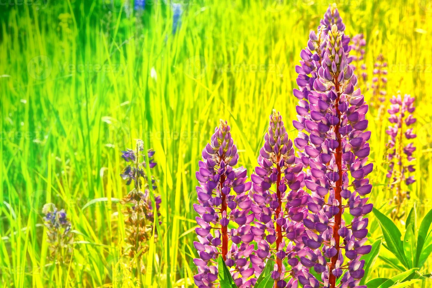 Summer landscape with beautiful bright lupine flowers photo