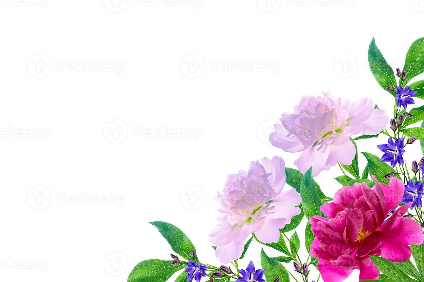 Bright colorful flowers isolated on white background. photo