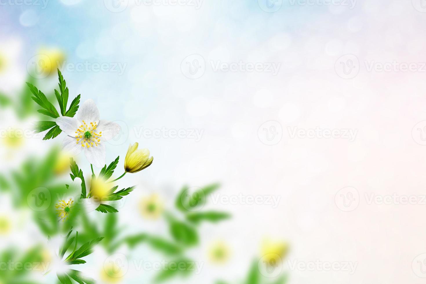 The first delicate spring flower snowdrop. photo