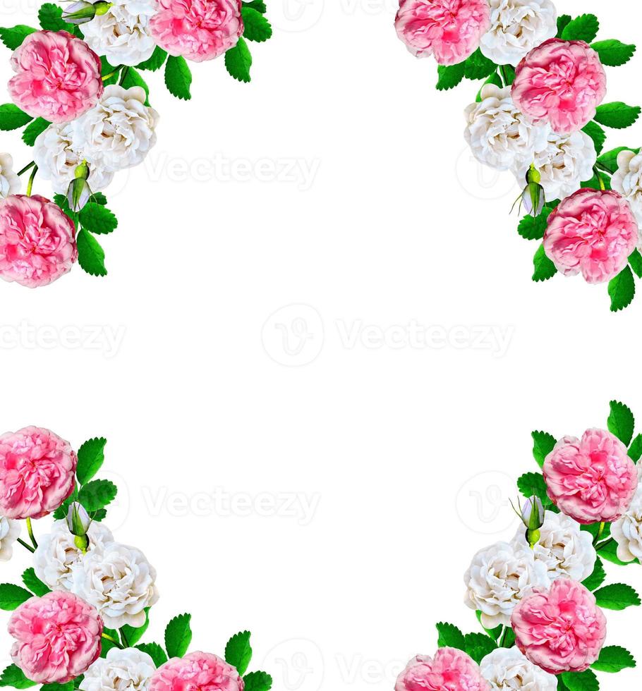 Dog rose flowers on a white background photo