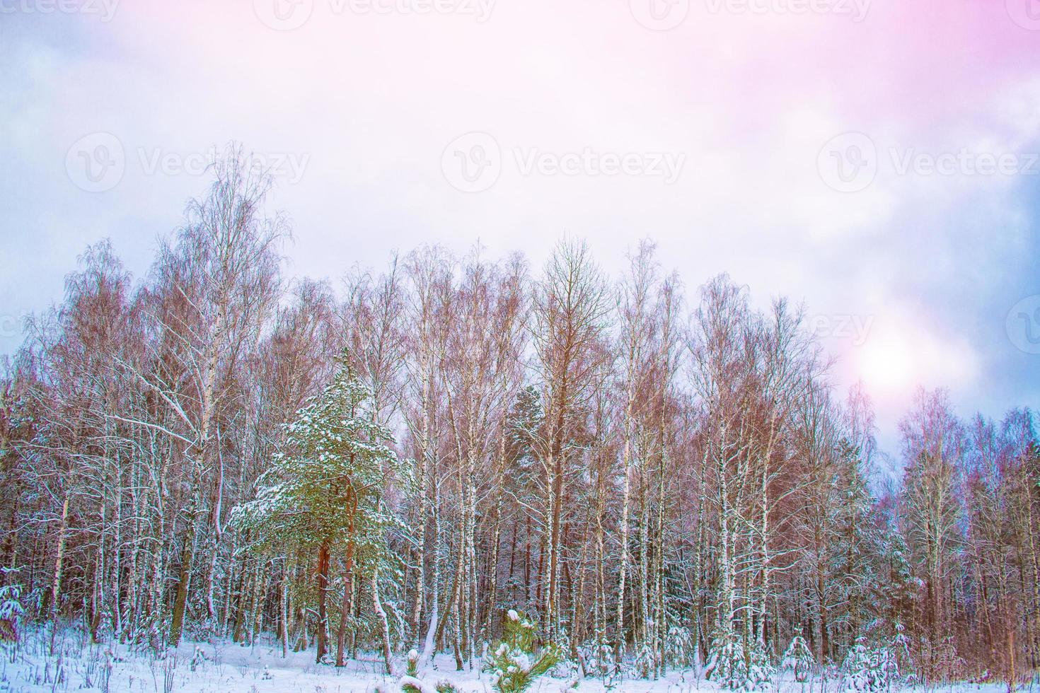 Frozen winter forest with snow covered trees. photo