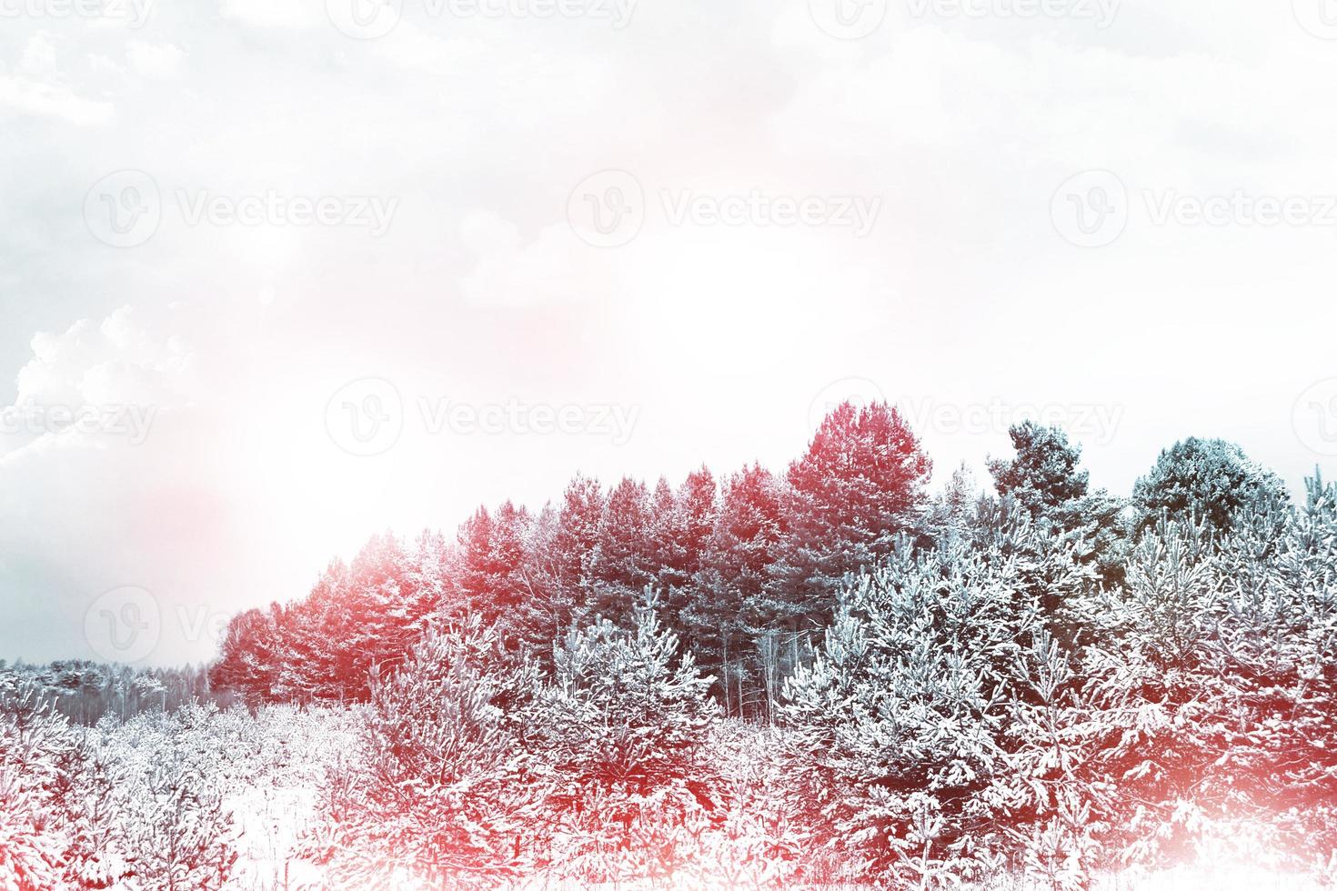 Snowfall in the forest.  winter landscape photo