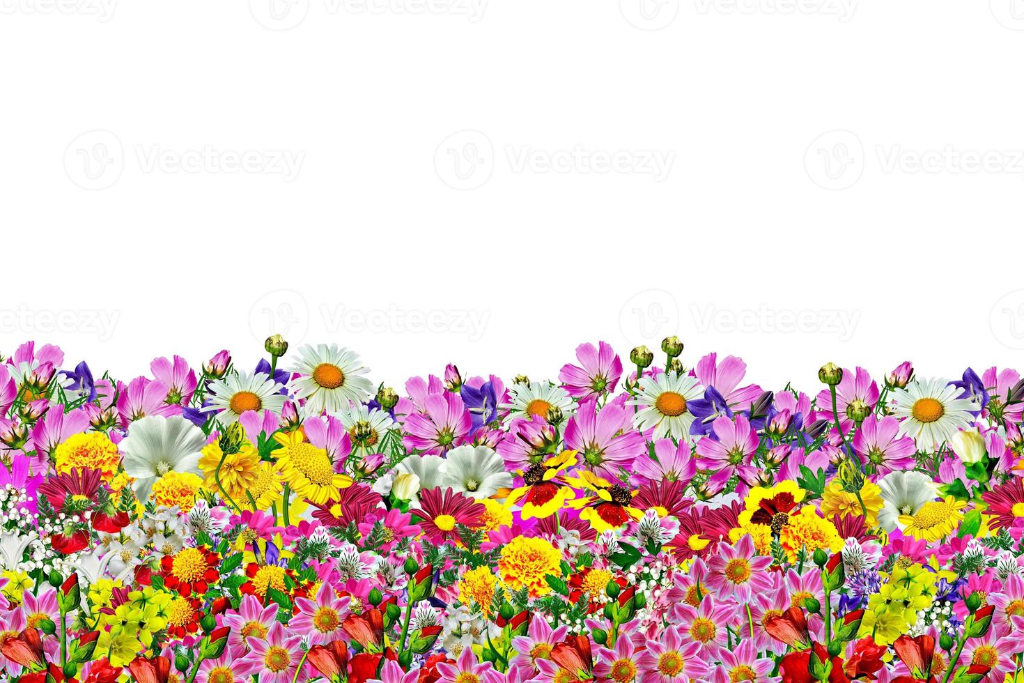 Bright and colorful flowers. photo