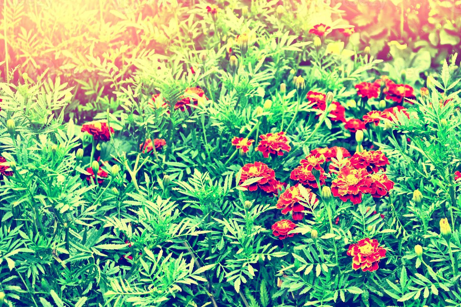 Colorful bright flowers marigold against the background of the summer landscape. photo