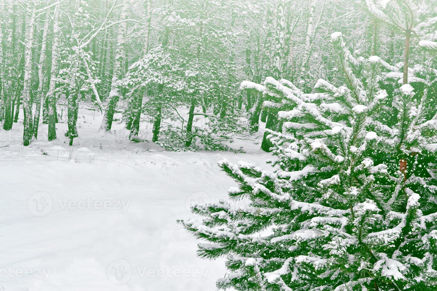 Frozen winter forest with snow covered trees. photo