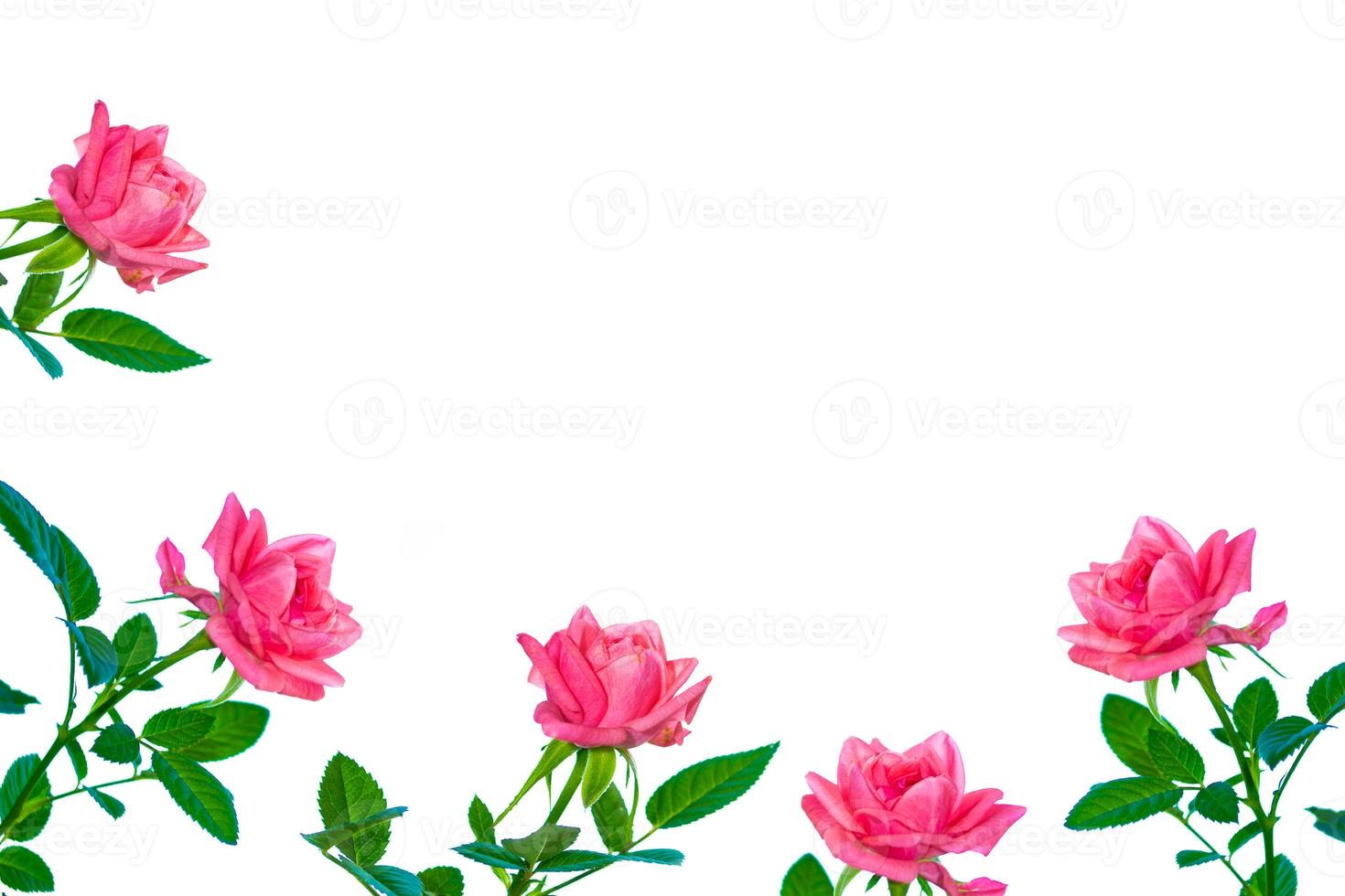 Flower bud roses on a white background photo