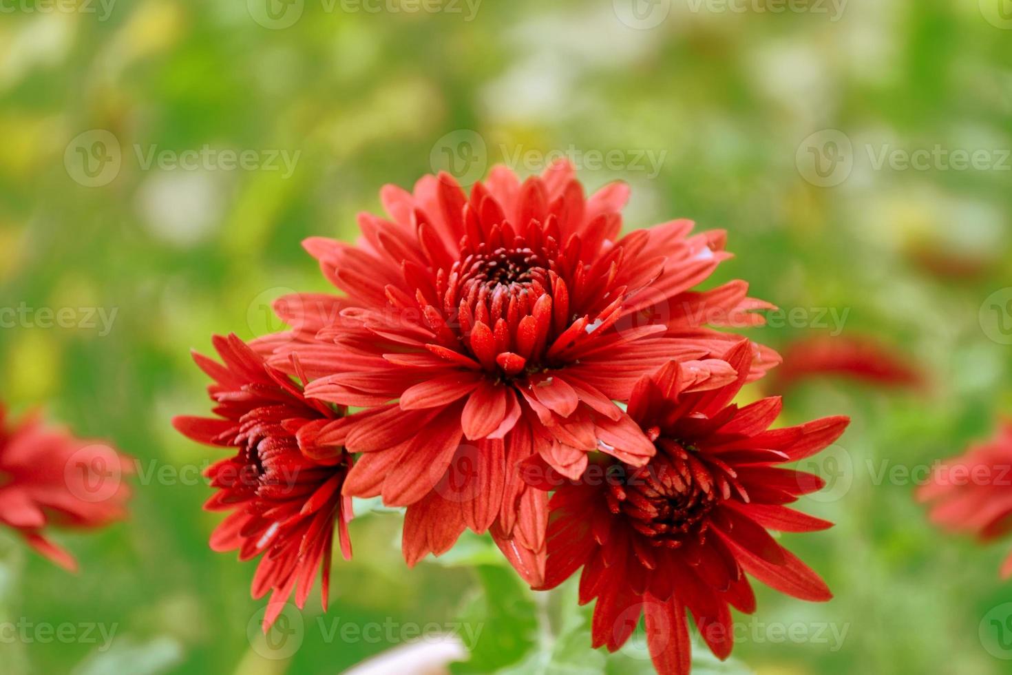 Colorful chrysanthemum flowers on a background of the autumn landscape photo