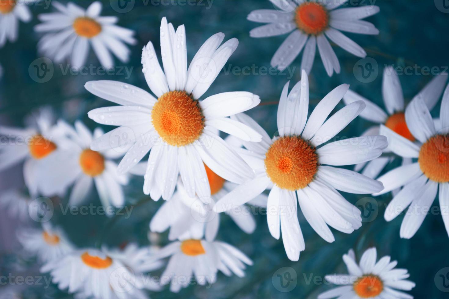 flores blancas de margarita brillante sobre un fondo del paisaje de verano. foto