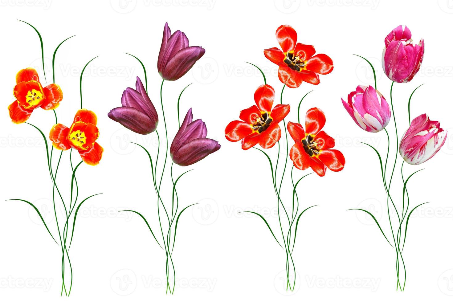 spring flowers tulips photo