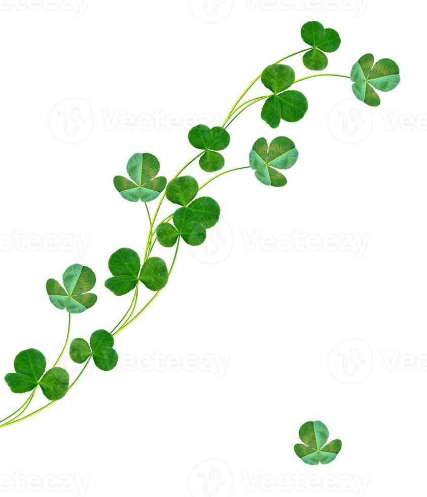 green clover leaves isolated on white background photo