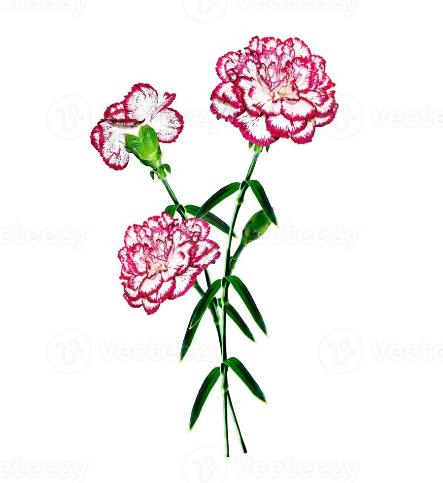 Bouquet of flowers carnation. photo