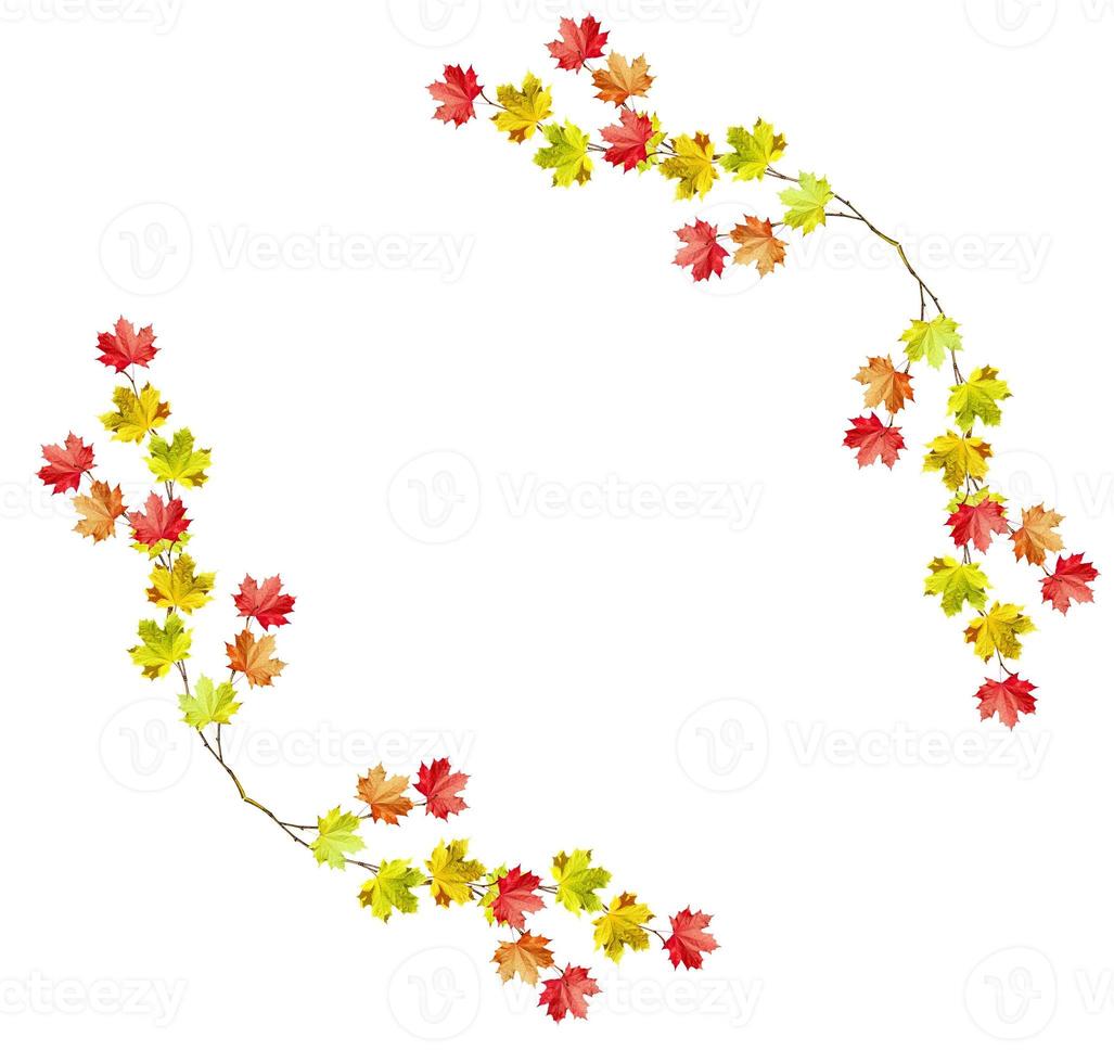 autumn leaves isolated on white background. photo