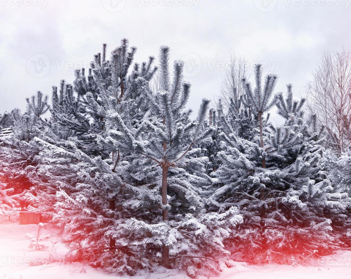 Frozen winter forest with snow covered trees. photo