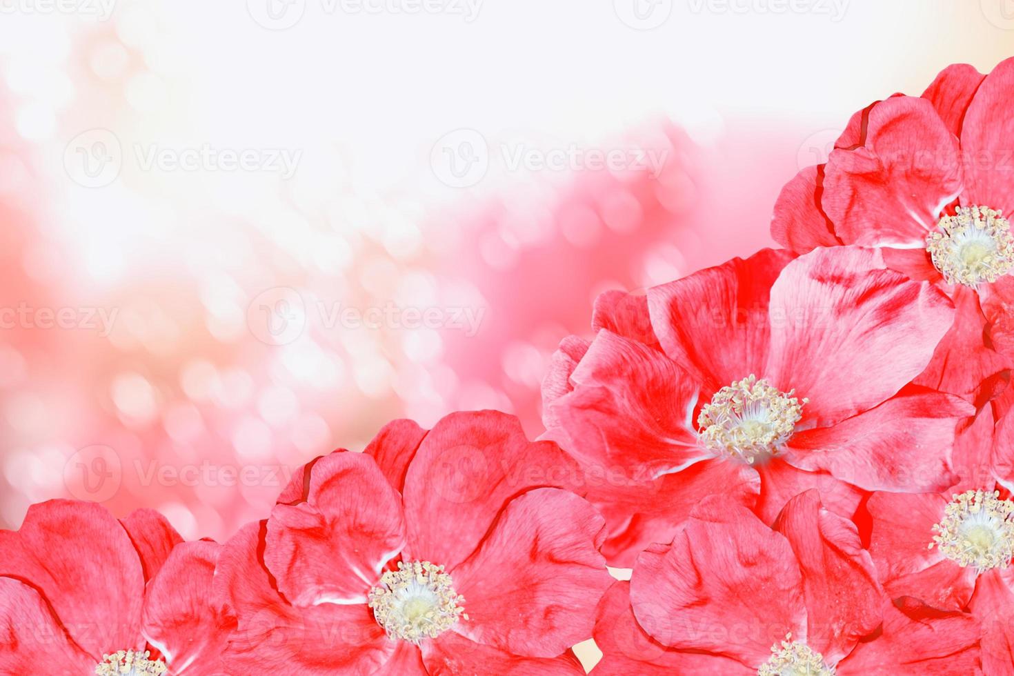 Delicate wild rose garden flowers photo
