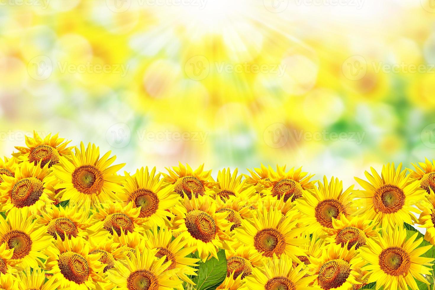 Beautiful sunflower field in summer photo