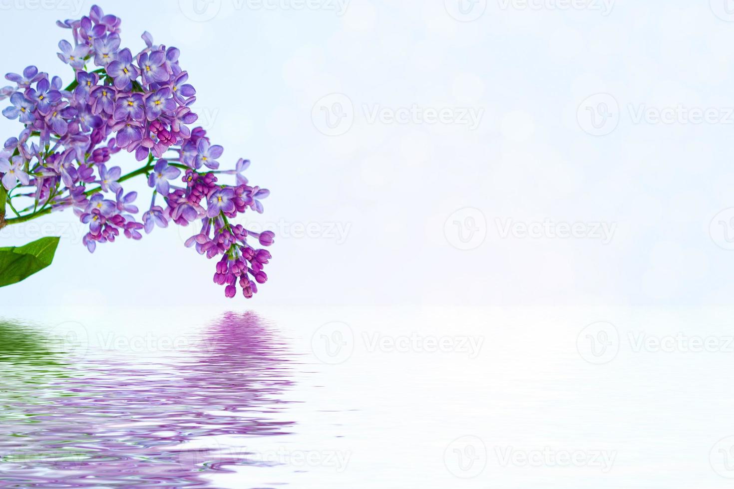 Bright and colorful flowers lilac photo
