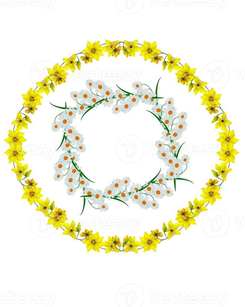 yellow wildflowers isolated on a white background photo