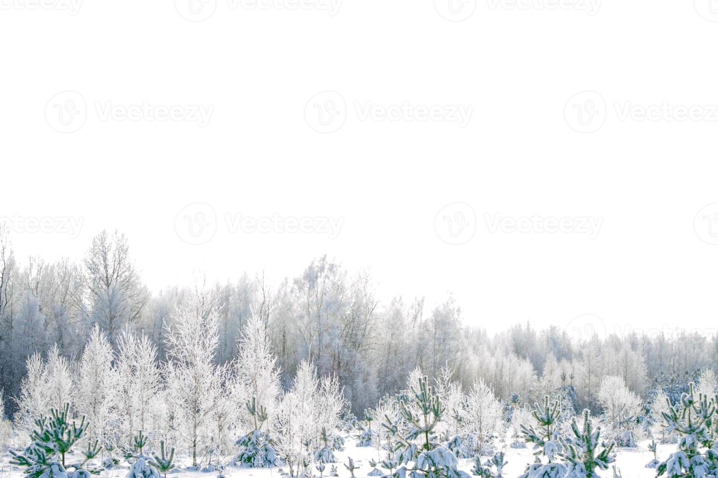 Frozen winter forest with snow covered trees. photo