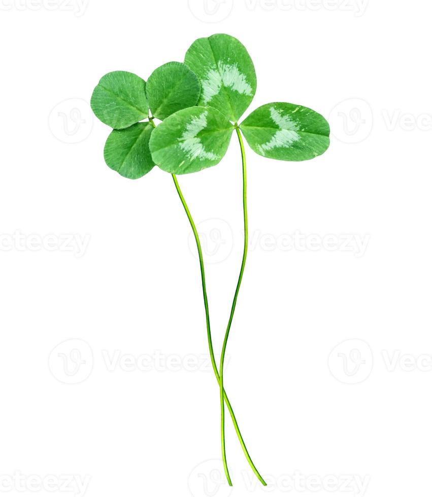 Green clover leaves on a background summer landscape. photo