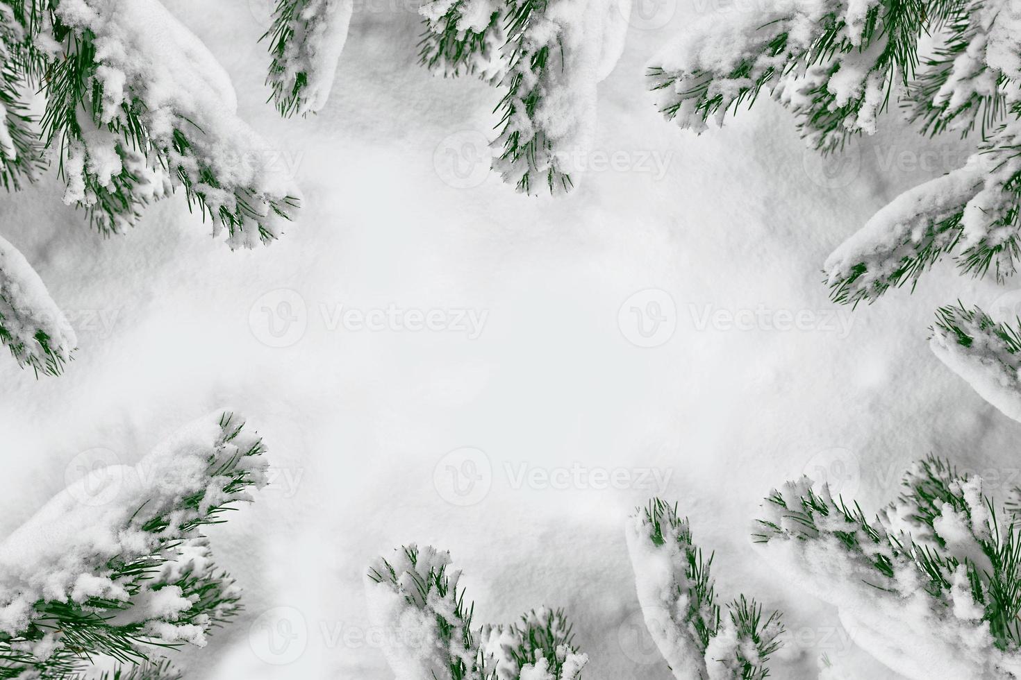 The branches of the snow covered Christmas tree. photo