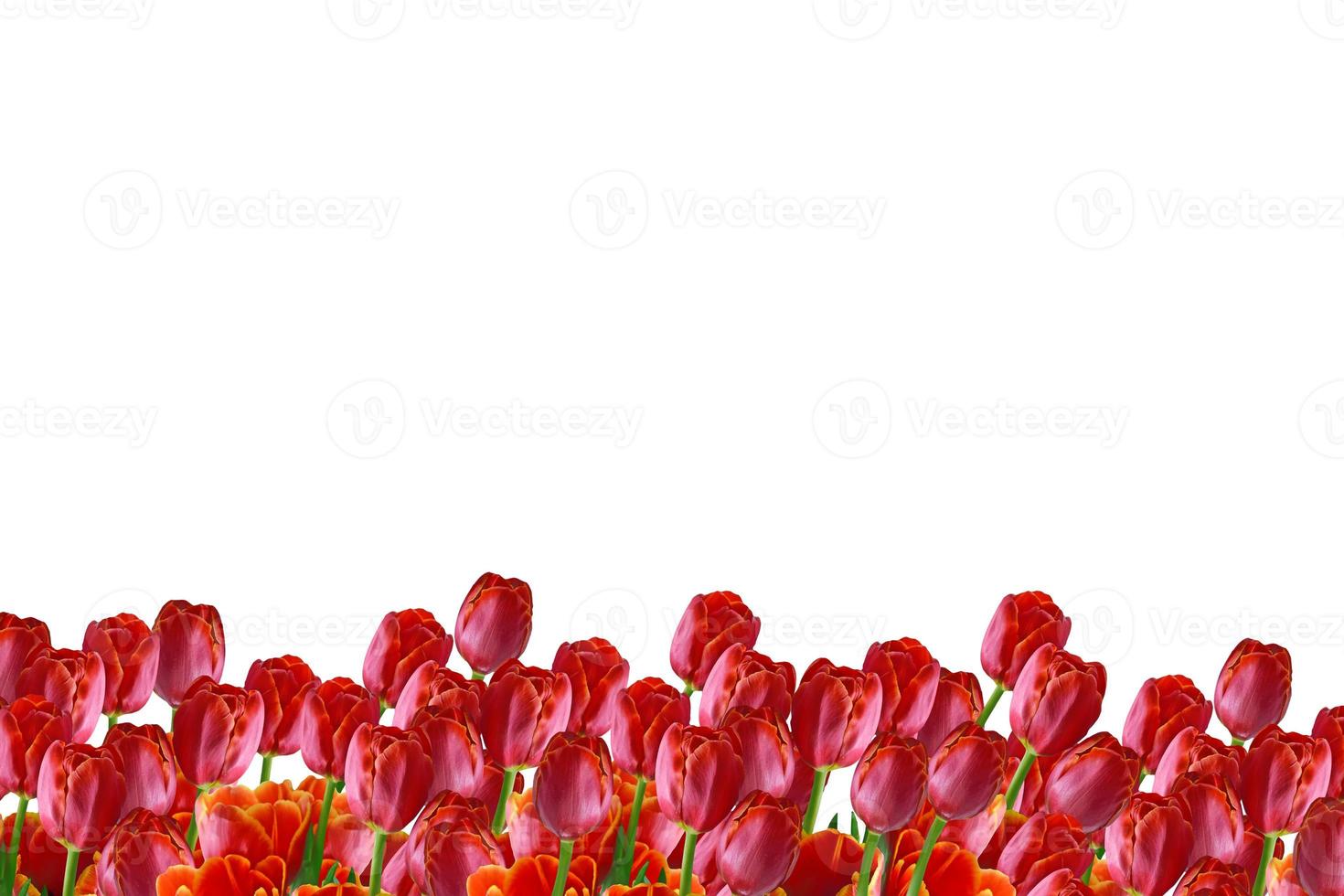 spring flowers tulips photo