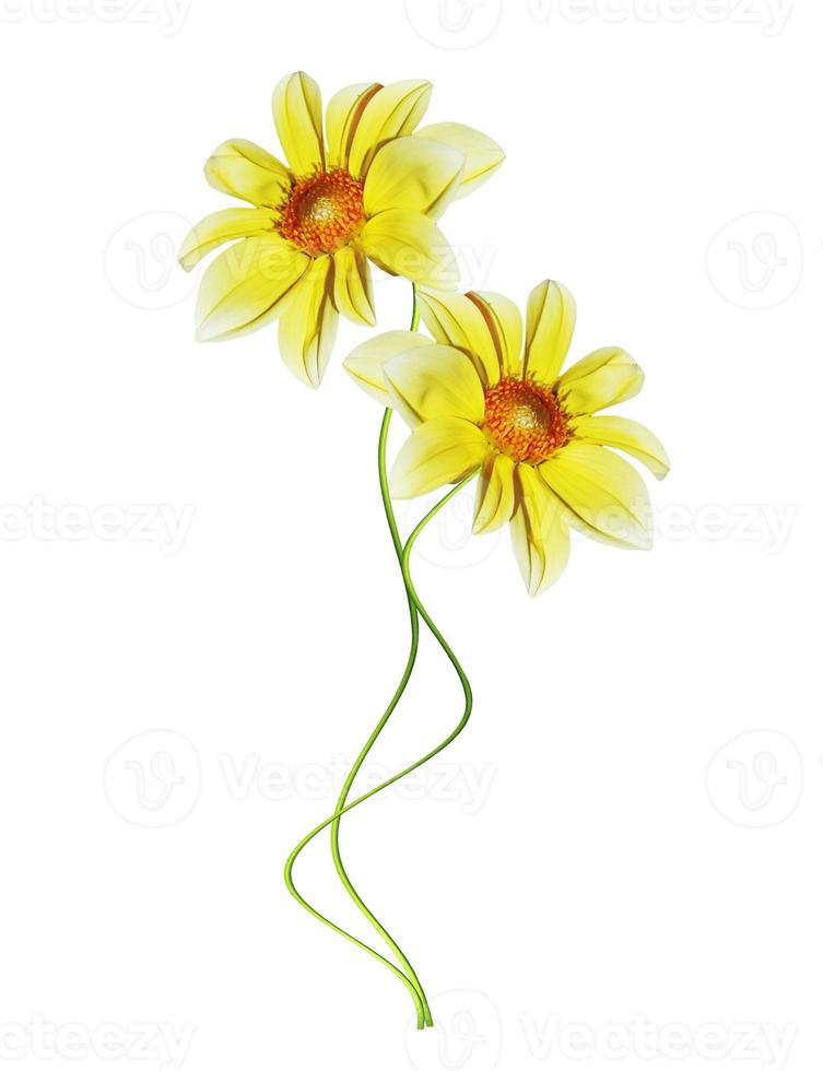 Dahlia flower isolated on white background photo