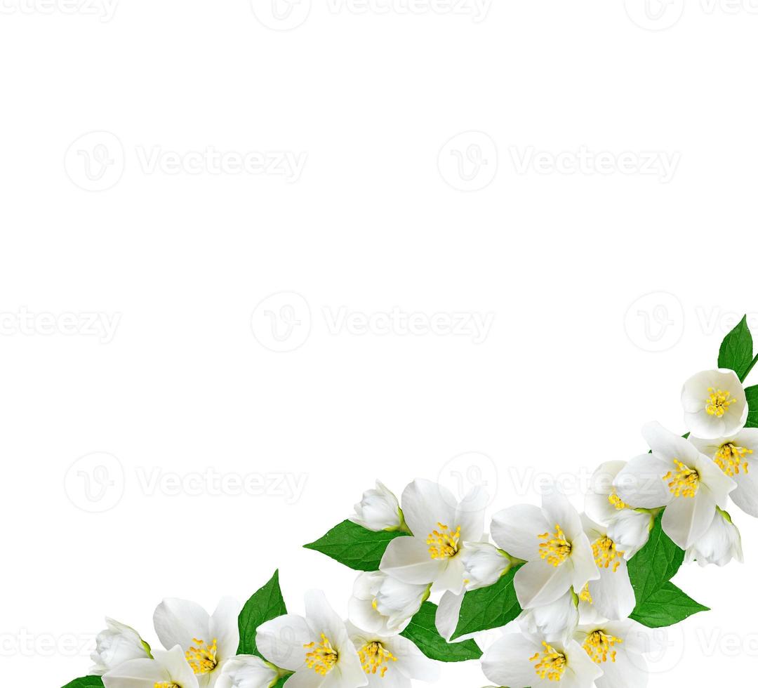 branch of jasmine flowers isolated on white background photo