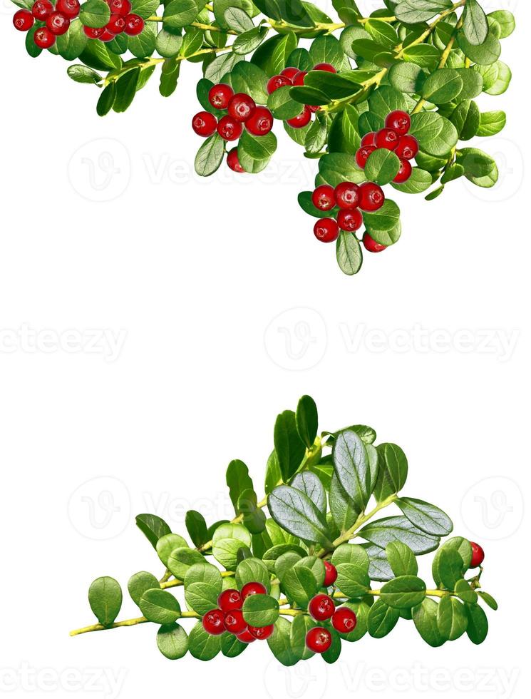 cowberry isolated on white background photo