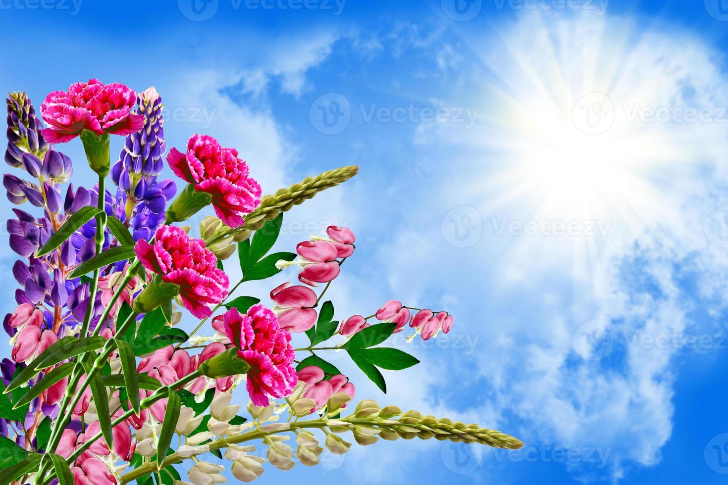 Summer landscape with beautiful bright lupine flowers photo