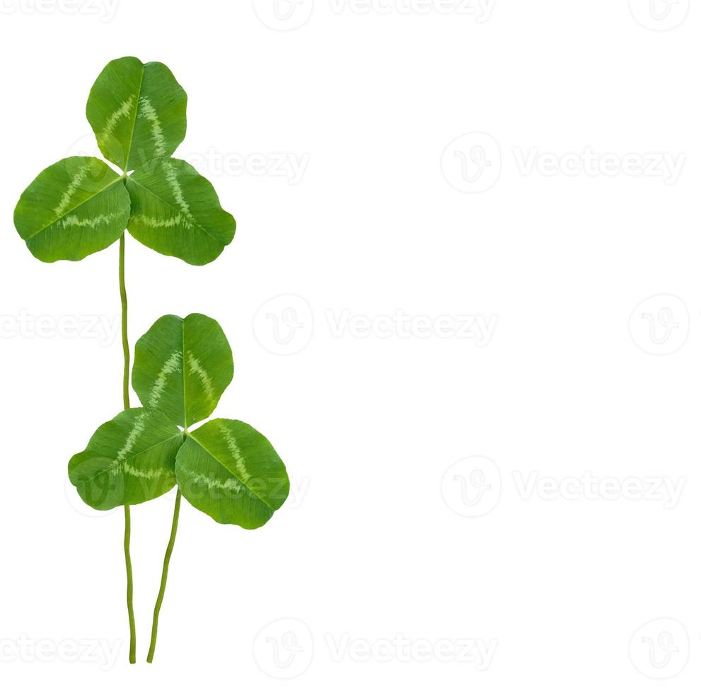 green clover leaves isolated on white background. St.Patrick 's Day photo