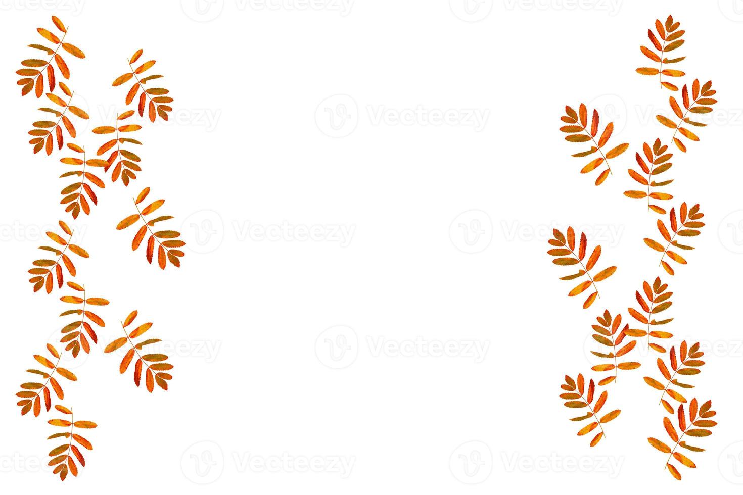 Bright colorful autumn leaves photo