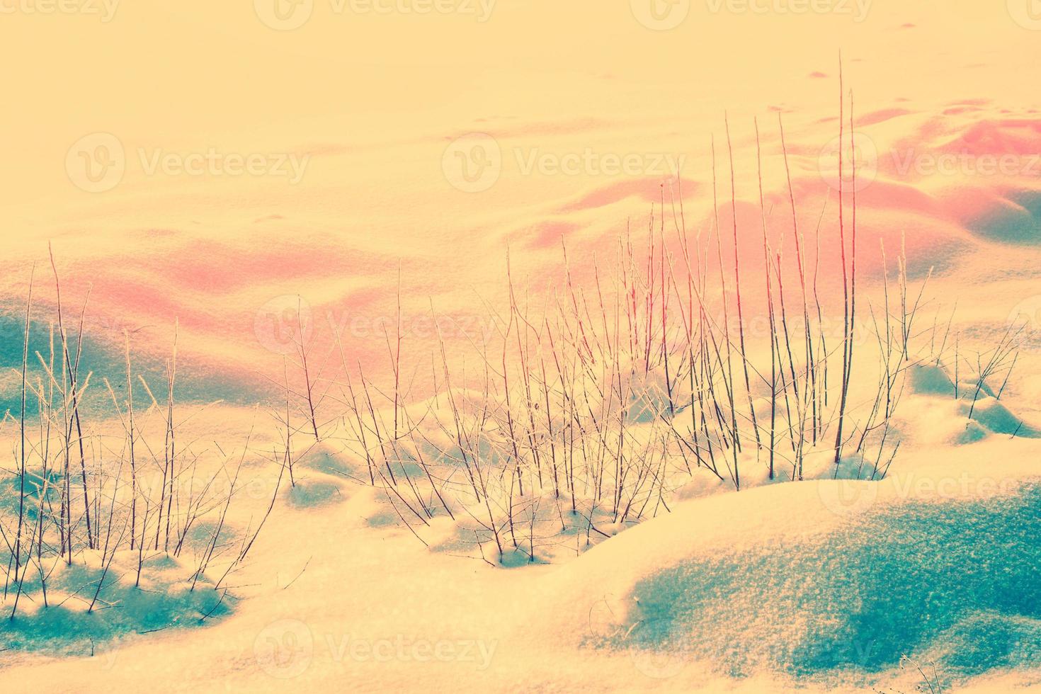 Frozen grass in the winter forest. photo