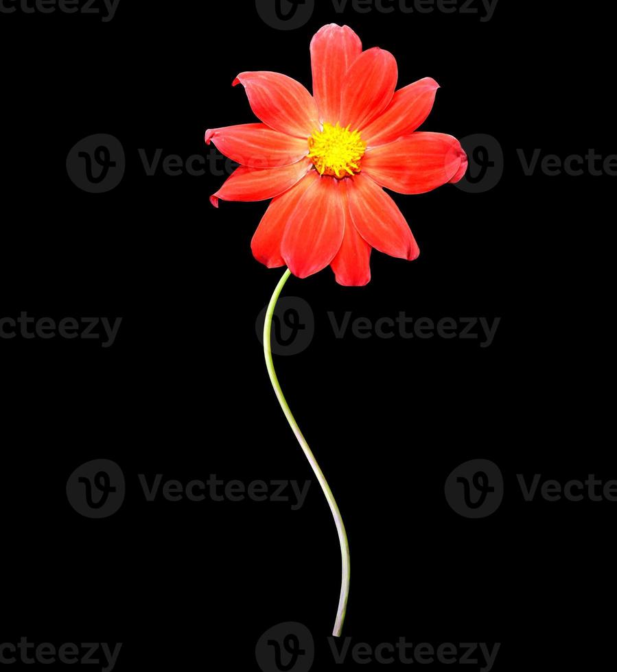 Flowers isolated on black background. photo