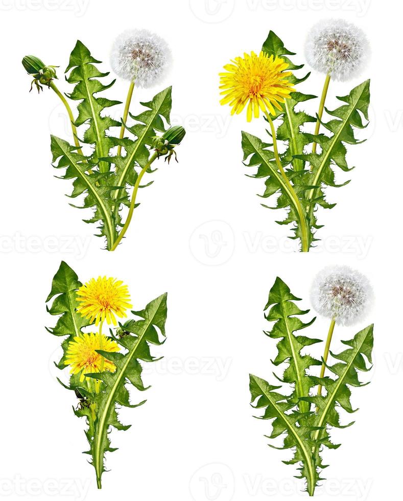 dandelion flowers isolated on white background photo
