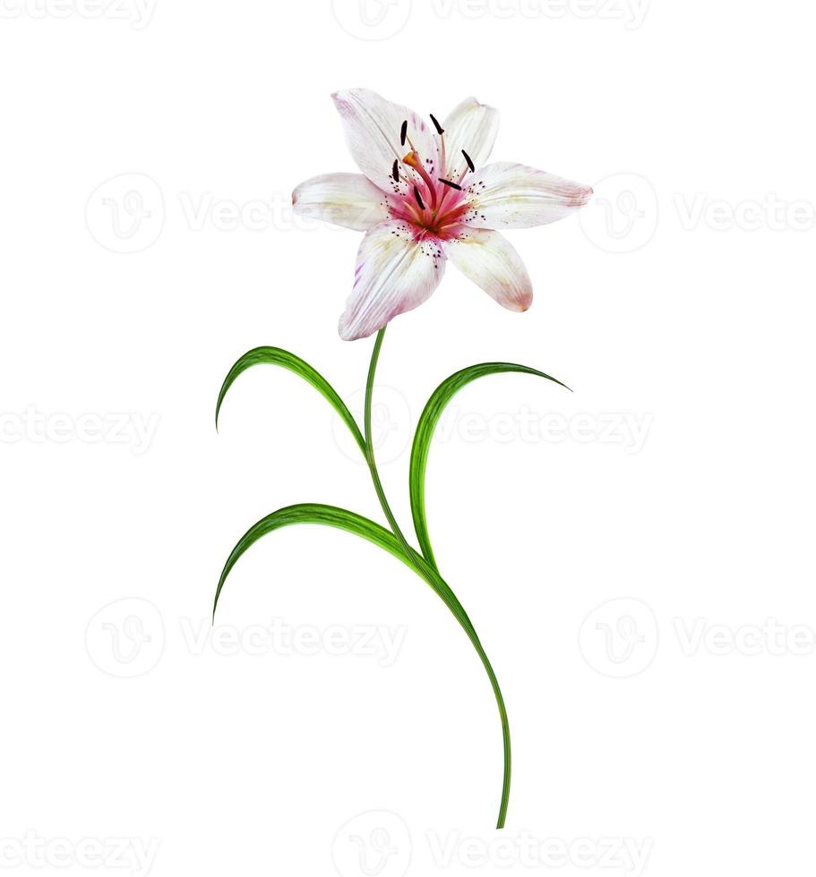 Flower lily isolated on white background. photo