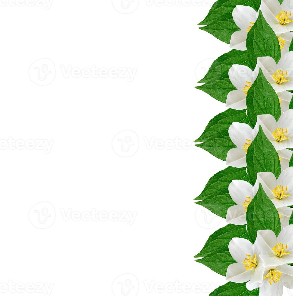 White jasmine flower. photo