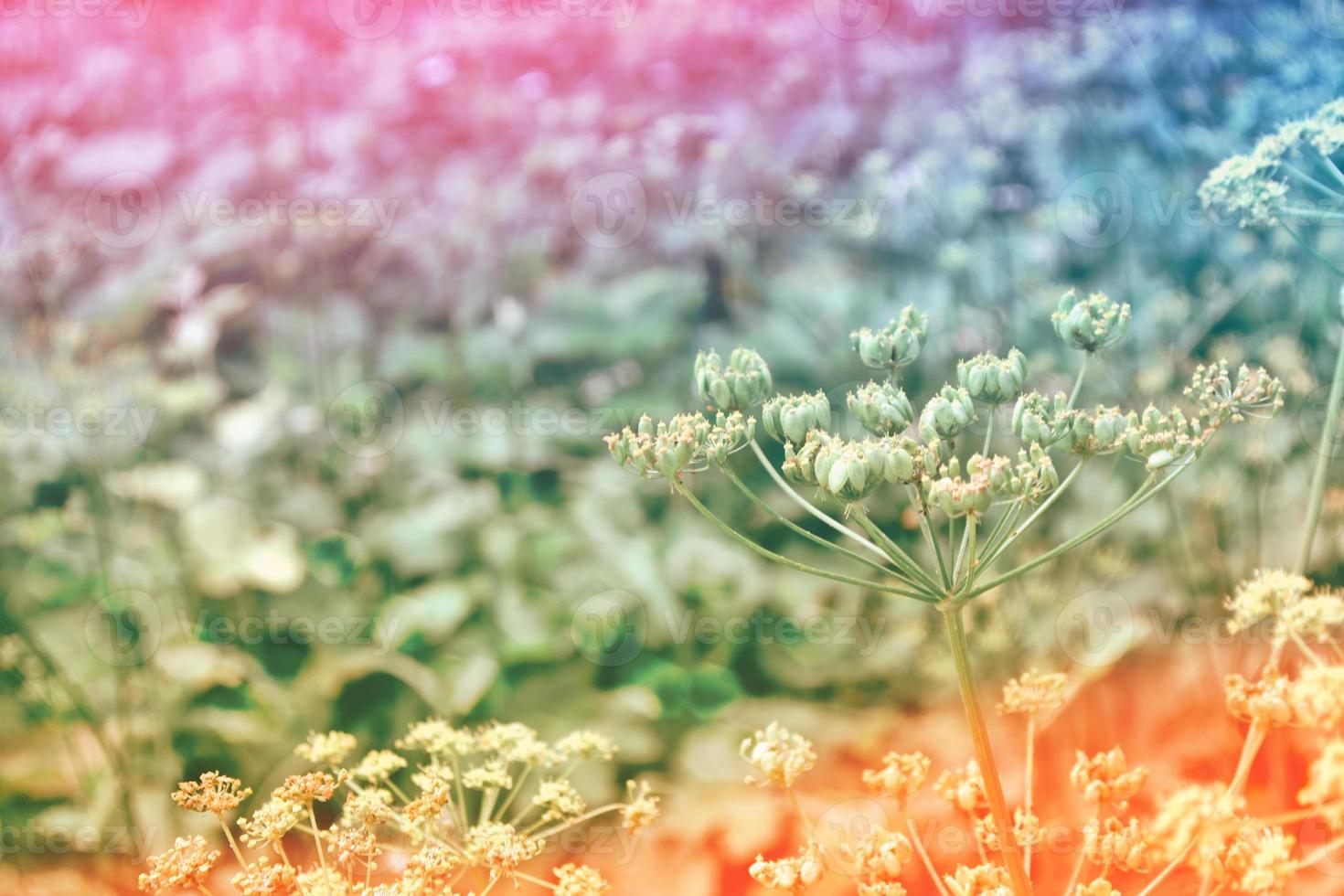 Blurred image of grass. photo