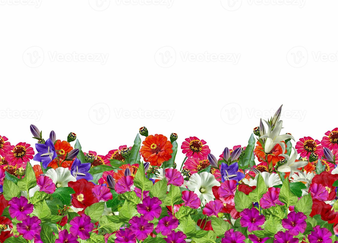Zinnia flowers, chamomile,  bluebells, campanula photo
