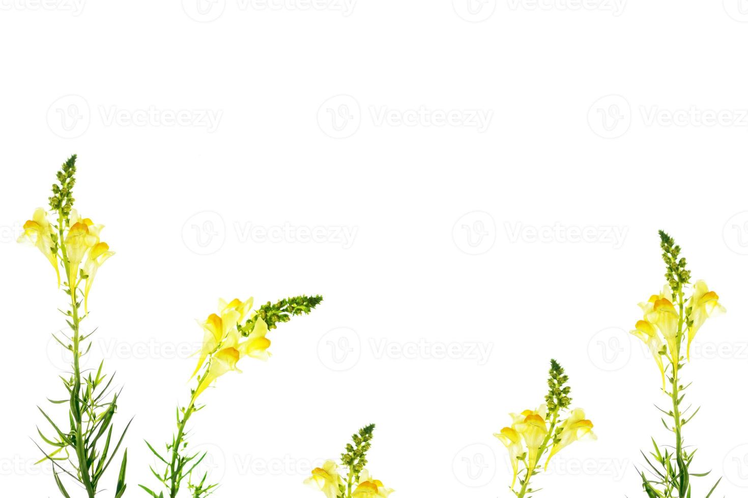 Wild flower Antirrhinum photo